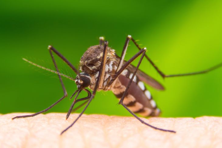 Hoe herken je een steekmug?